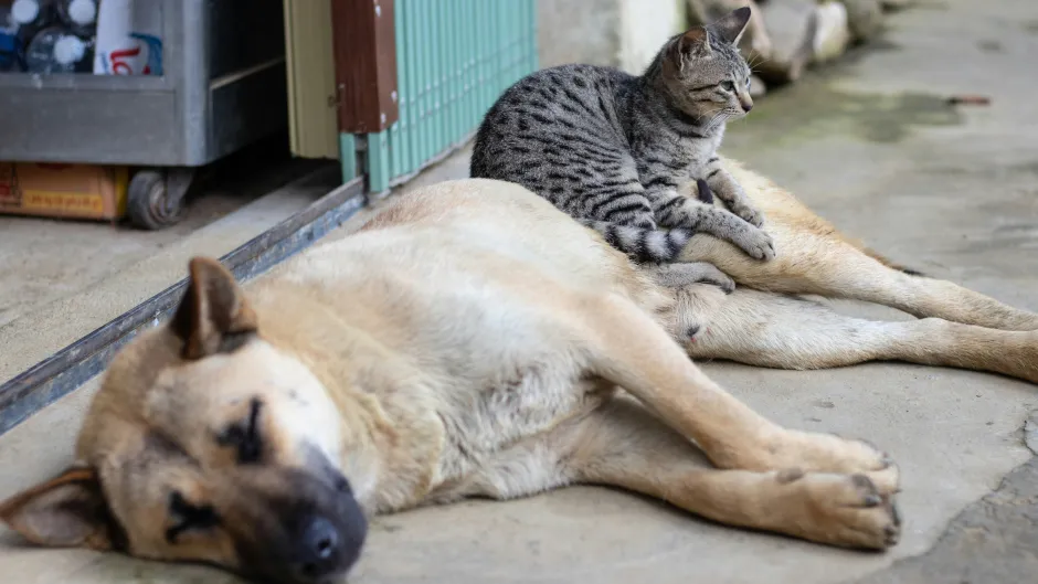 Katze sitzt auf einem liegenden Hund